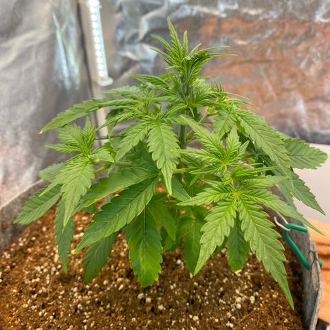 Tutankhamon growlog timeline photo