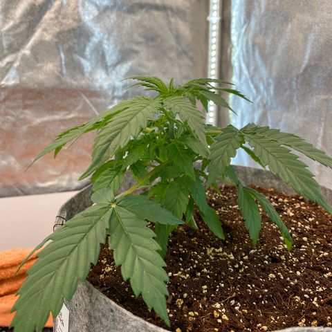 Tutankhamon growlog timeline photo