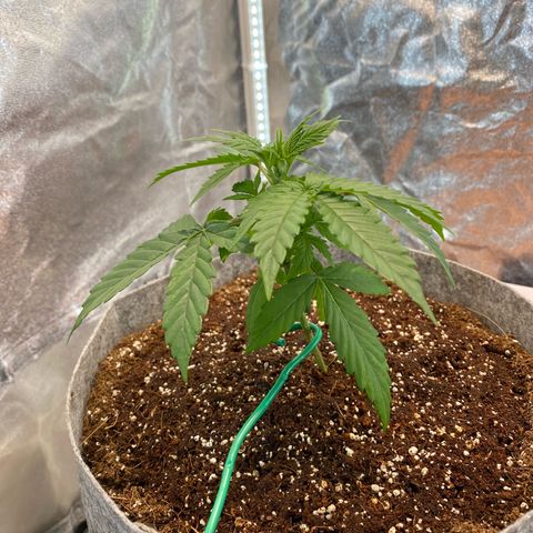 Tutankhamon growlog timeline photo