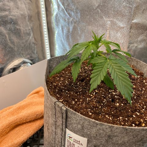 Tutankhamon growlog timeline photo