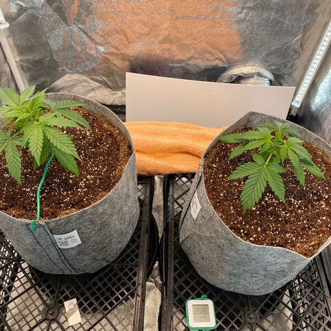 Tutankhamon growlog timeline photo