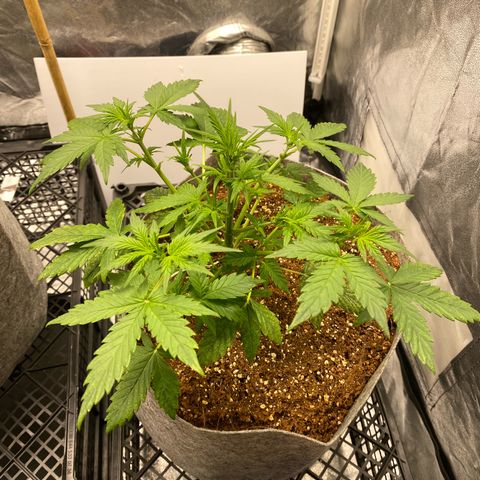 Tutankhamon growlog timeline photo