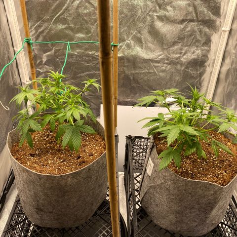 Tutankhamon growlog timeline photo