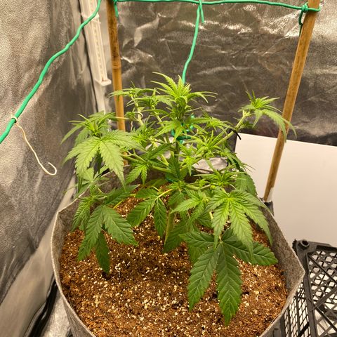 Tutankhamon growlog timeline photo