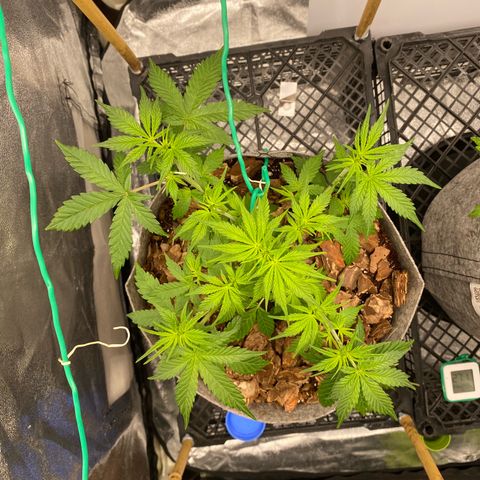 Tutankhamon growlog timeline photo