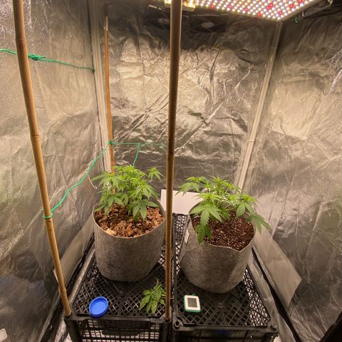 Tutankhamon growlog timeline photo