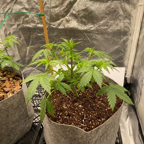 Tutankhamon growlog timeline photo