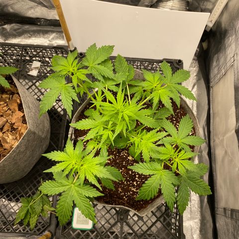 Tutankhamon growlog timeline photo