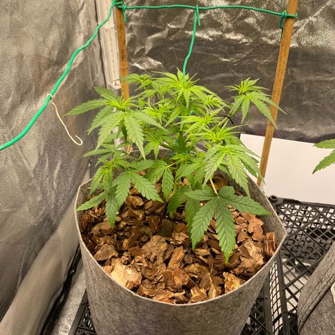 Tutankhamon growlog timeline photo