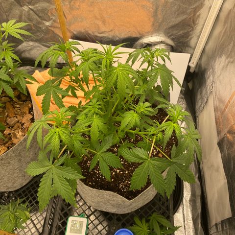 Tutankhamon growlog timeline photo