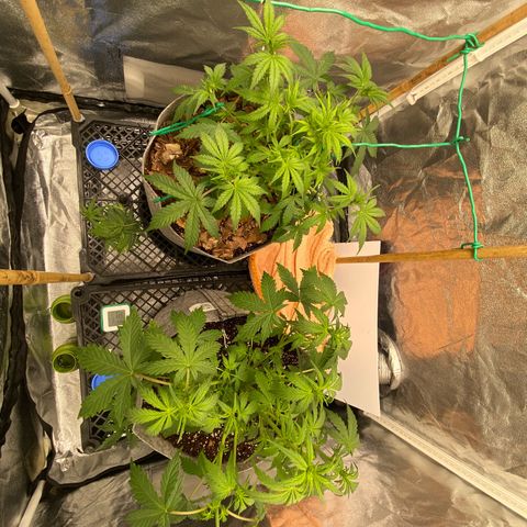 Tutankhamon growlog timeline photo