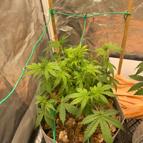 Tutankhamon growlog timeline photo