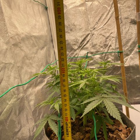 Tutankhamon growlog timeline photo