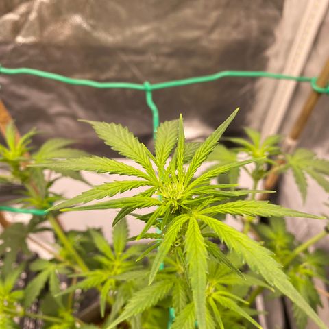 Tutankhamon growlog timeline photo