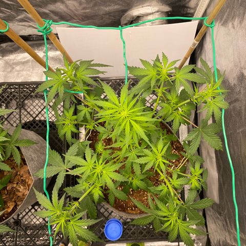 Tutankhamon growlog timeline photo