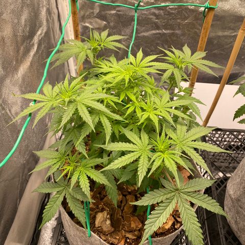 Tutankhamon growlog timeline photo
