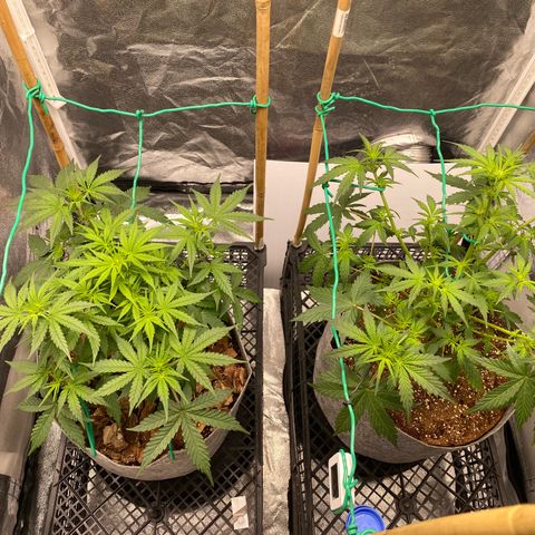 Tutankhamon growlog timeline photo