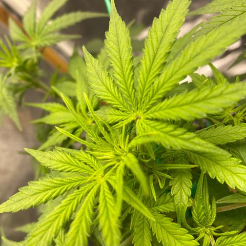 Tutankhamon growlog timeline photo