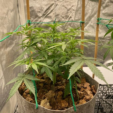 Tutankhamon growlog timeline photo