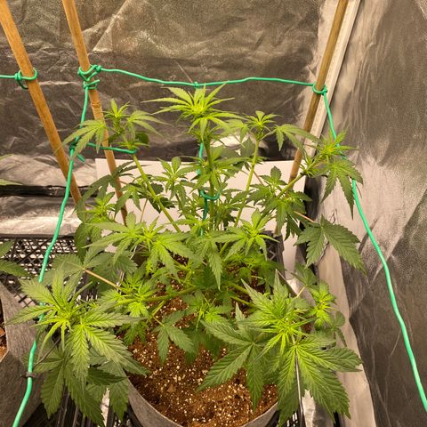 Tutankhamon growlog timeline photo