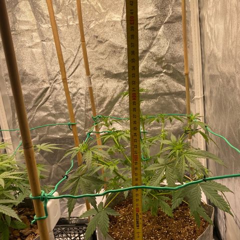 Tutankhamon growlog timeline photo