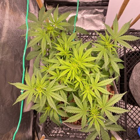 Tutankhamon growlog timeline photo