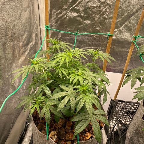 Tutankhamon growlog timeline photo