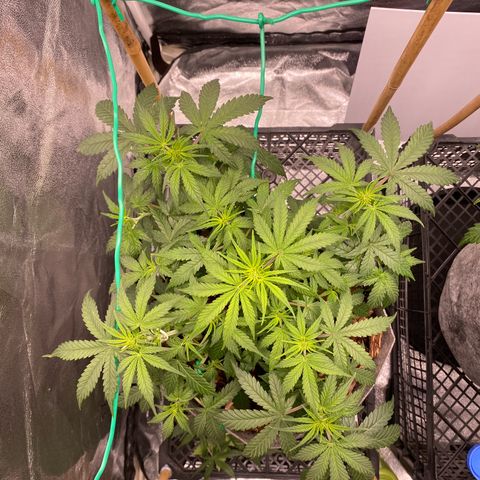 Tutankhamon growlog timeline photo