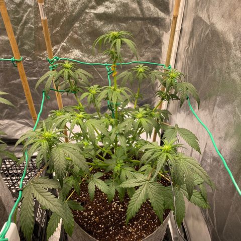 Tutankhamon growlog timeline photo