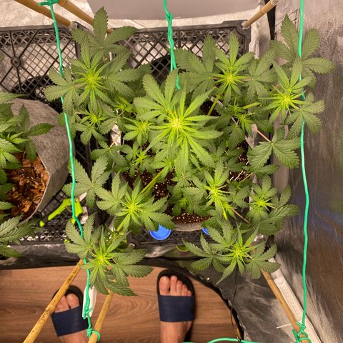 Tutankhamon growlog timeline photo