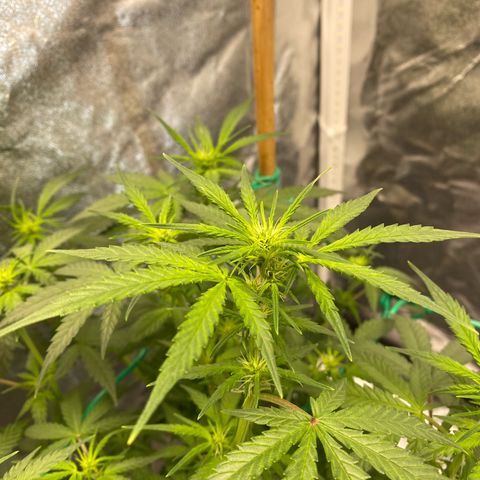 Tutankhamon growlog timeline photo
