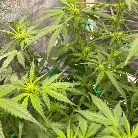 Tutankhamon growlog timeline photo