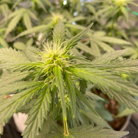 Tutankhamon growlog timeline photo