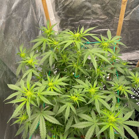 Tutankhamon growlog timeline photo