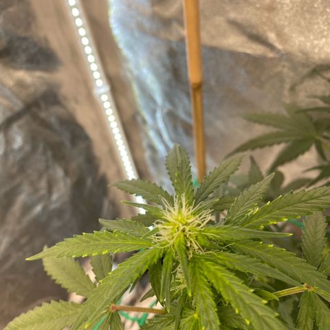 Tutankhamon growlog timeline photo