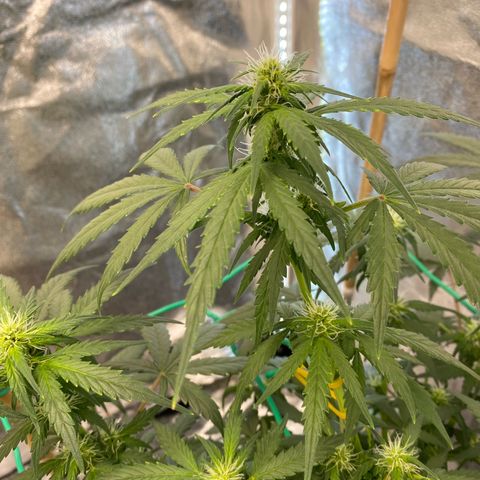 Tutankhamon growlog timeline photo