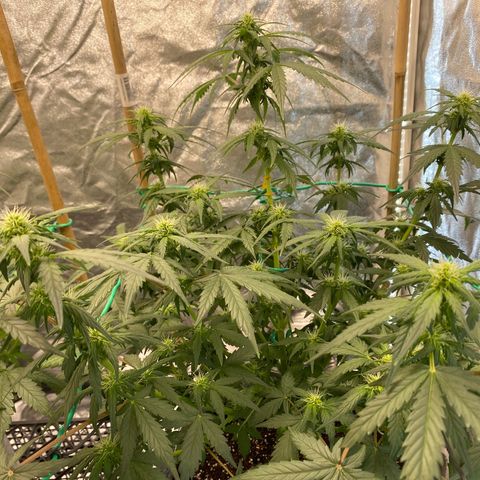 Tutankhamon growlog timeline photo