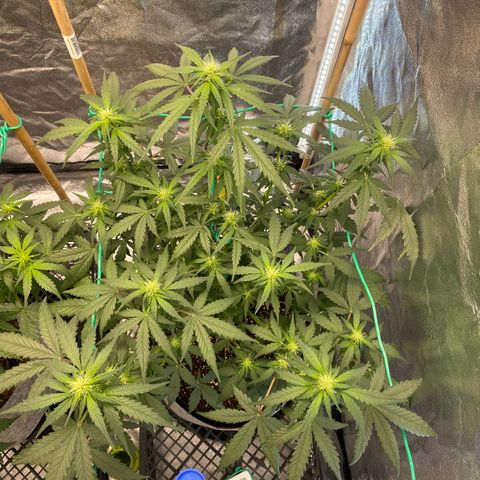 Tutankhamon growlog timeline photo