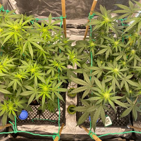 Tutankhamon growlog timeline photo
