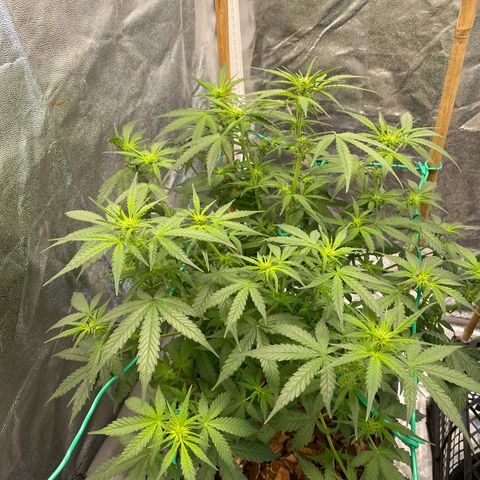 Tutankhamon growlog timeline photo