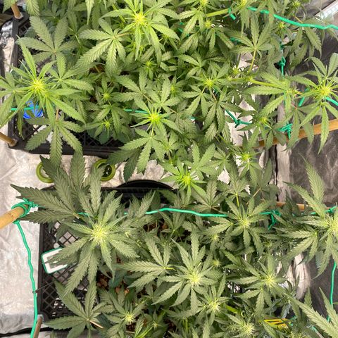 Tutankhamon growlog timeline photo