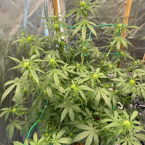 Tutankhamon growlog timeline photo