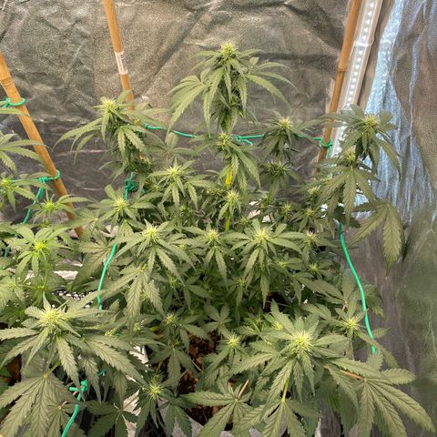 Tutankhamon growlog timeline photo