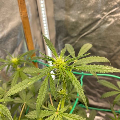 Tutankhamon growlog timeline photo