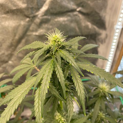 Tutankhamon growlog timeline photo