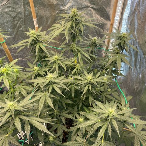 Tutankhamon growlog timeline photo