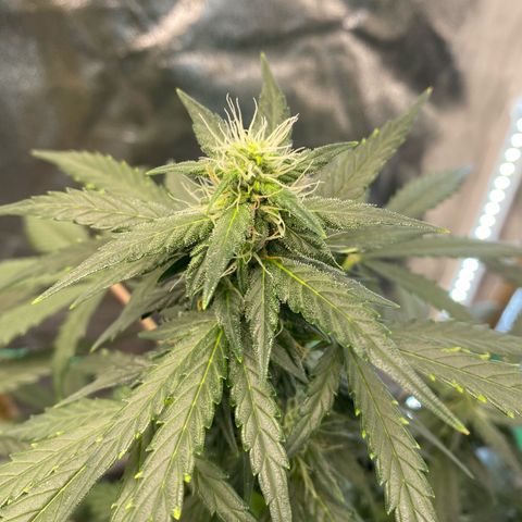 Tutankhamon growlog timeline photo