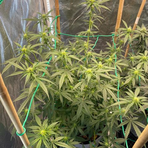 Tutankhamon growlog timeline photo