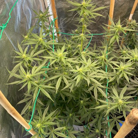 Tutankhamon growlog timeline photo