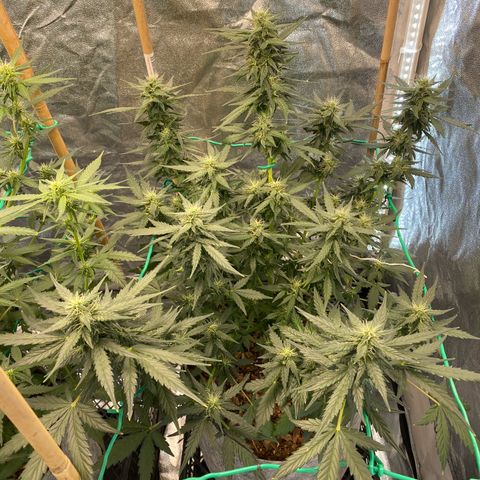 Tutankhamon growlog timeline photo